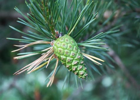 Pine Green Cones Stock Photo Image Of Closeup Conifer 77136238