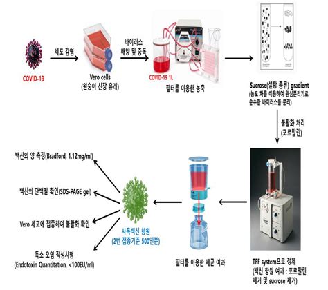 코로나 바이러스 분류 및 특성 개요. 서상희 충남대 교수팀, 코로나바이러스 백신 항원 생산 성공 ...