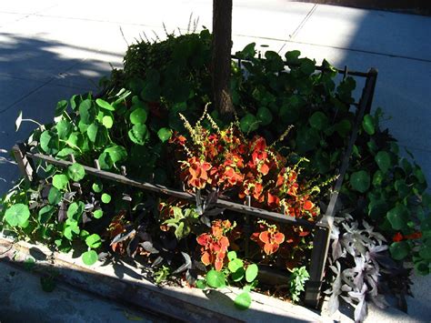 Purple sweet potato vine can be planted in different locations to give colour to the garden. Coleus, nasturtiums, and purple sweet potato vine ...