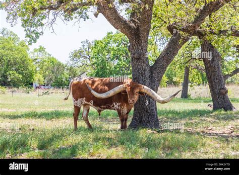 Marble Falls Texas Usa Longhorn Cattle In The Texas Hill Country
