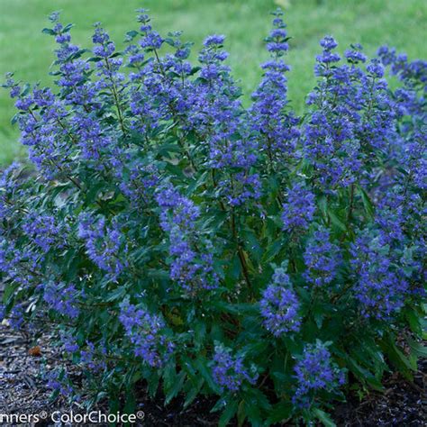 There are many varieties of flowering shrubs to choose from that can add lasting. My 5 Favorite Summer-Blooming Shrubs