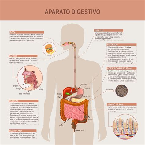 Sint Tico Foto Dibujo Del Sistema Digestivo Y Sus Partes Alta