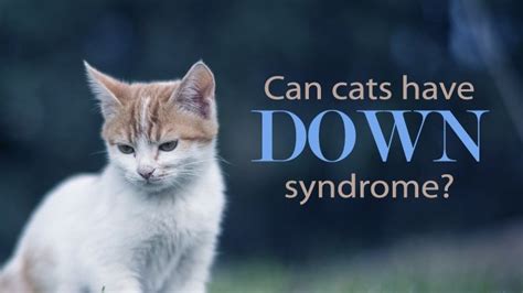 Or when do kittens stop nursing from their mother? Can Cats Have Down Syndrome? - Catological