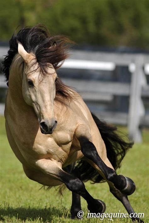 Discover buckskin horses for sale on america's biggest equine marketplace. Buckskin Lusitano stallion - UBRIQUE INTERAGRO - LUSITANO ...