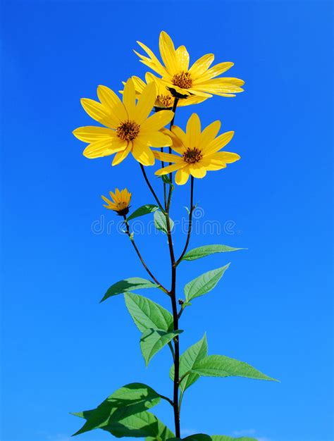 Yellow Flowers Stock Image Image Of Plant Blue Isolated 6685097