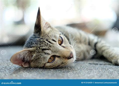 Cute Cat Lie Down On The Floor Stock Image Image Of Sleep Sleeping