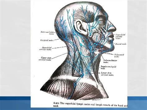 Lymph Node Back Of Neck Anatomy Neurovasculature And Lymph Nodes Of
