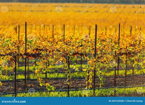 Sunny View Of The Vineyard Landscape Of Salinas Valley Stock Photo