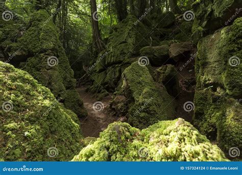 The Moss Covered Rocks Of Puzzlewood An Ancient Woodland Near Coleford