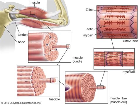 Skeletal Muscle Definition And Function Britannica