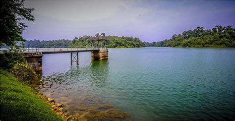 Macritchie reservoir park is a haven of green in the heart of singapore and perfect for nature macritchie reservoir park is open! MacRitchie Reservoir & McRitchie Reservoir