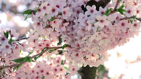 Pink Blossom Petals Tree Flowers Branches Hd Flowers Wallpapers Hd