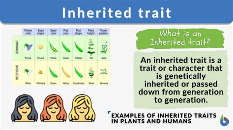 Inherited Trait Definition And Examples Biology Online Dictionary