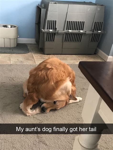 228 Funny And Cute Dog Snapchats That Will Make Your Day New Pics Artofit