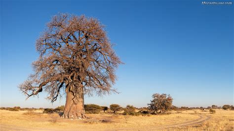 Makgadikgadi Pans National Park In North Eastern Botswana Africantourer