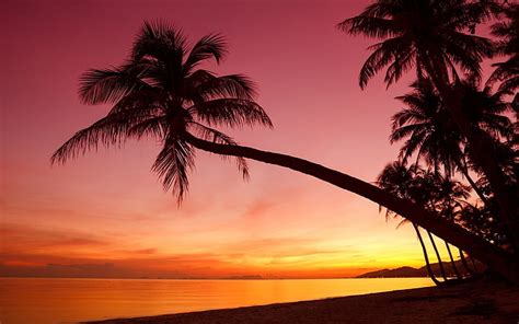 Palm Tree Beach Sunset Summer Photo Hd Wallpaper Coconut Palm Tree Wallpaperbetter