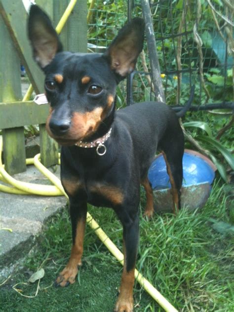 Maddie 4 Year Old Female Miniature Pinscher Available