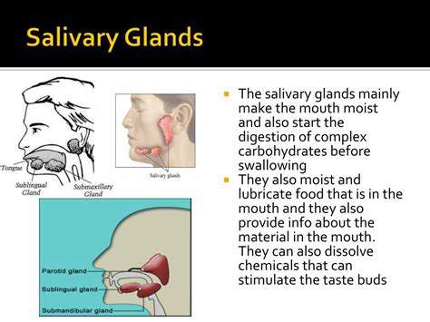 Ppt Oral Cavity And Salivery Glands Powerpoint Presentation Free