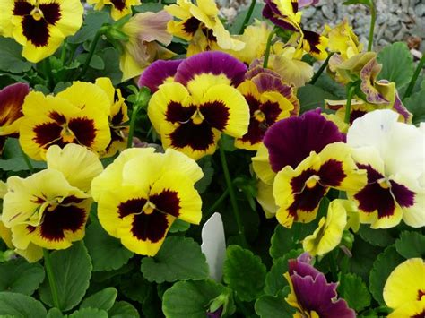 Pansy Delta Yellow W Purple Wing Pansy From Plantworks Nursery