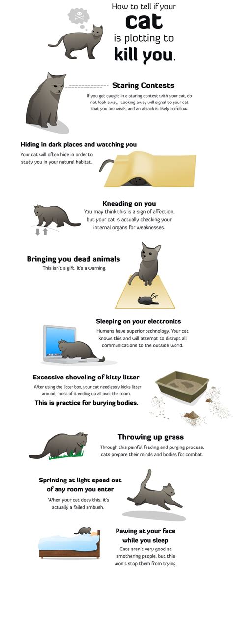 How To Tell If Your Cat Is Plotting To Kill You Funny Animals Funny