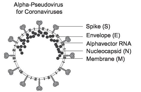 Coronavirus Alpha Pseudoviruses Virongy