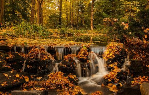 Wallpaper Autumn Forest Leaves Trees Branches Park Stones