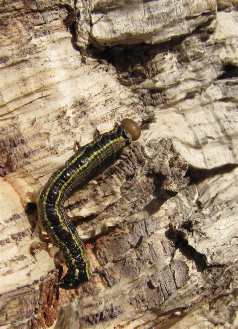 California Oak Moth Larva This Is A Mature Caterpillar Of Flickr