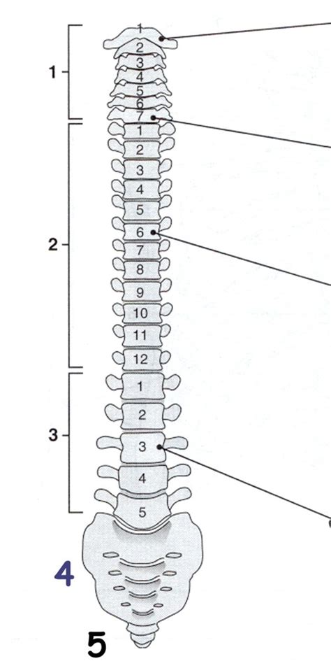 Skeletal System Vertebral Column Diagram Quizlet