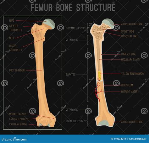 Femur Bone Cut In Half Showing Normal Bone Density And Osteoporosis