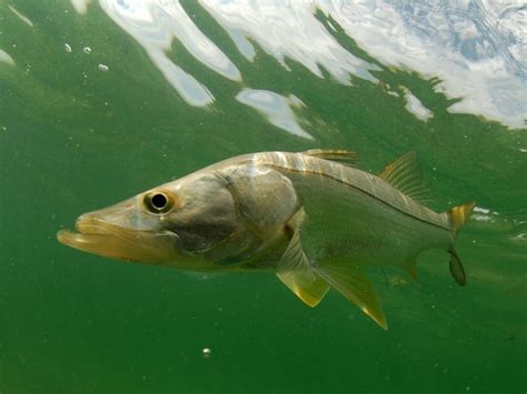 Common Snook Myfishgallery