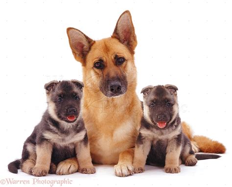 Dogs Alsatian Mother And Pups Photo Wp07775