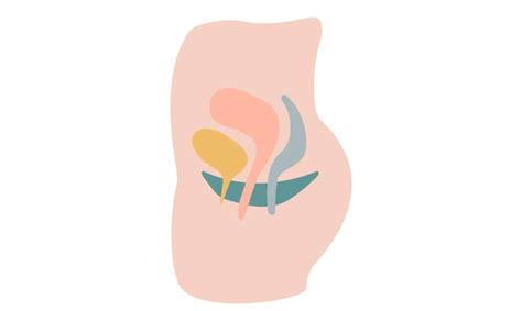 The Different Stages Of Pelvic Organ Prolapse Nancy Branberg Pt