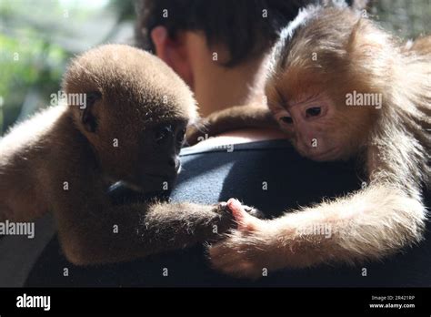 Two Little Monkeys Interacting Stock Photo Alamy