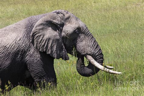 Huge African Elephant Bull In The Tarangire National Park Photograph By