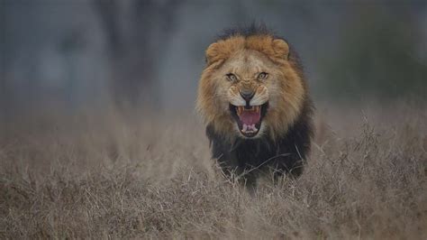 Angry Lion Moments Before It Jumped At Photographer To Attack
