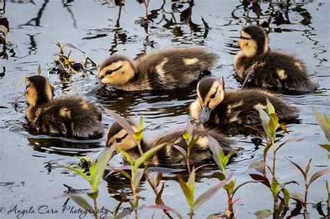 Mottled Duck Chicks 4 13 2019 Audubon Sanctuary Dauphin Flickr