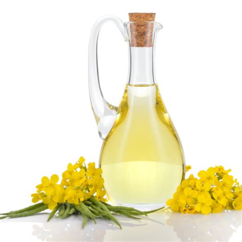 What Is Canola Oil Benefits And Uses Of Canola Oil Coroli Life