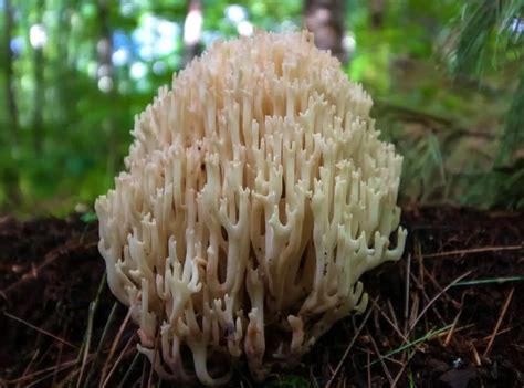 Coral Mushroom Edible With Delicious Recipes Pointer Verse