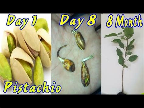 How To Grow Pistachio Tree From Seed Pista Plant With Update Beauty