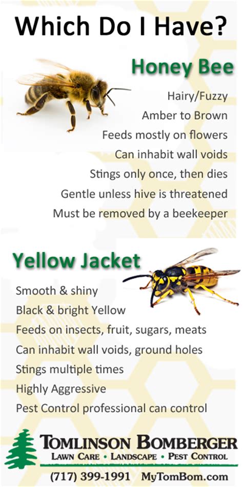 Essential Facts About Yellow Jackets Vs Honey Bees Tomlinson Bomberger