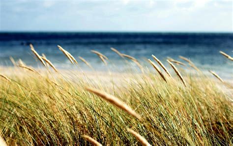Wallpaper Sunlight Landscape Food Sea Nature Shore Sand Field