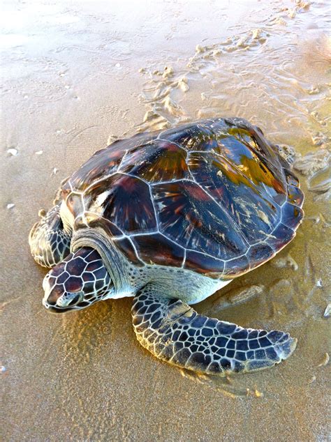 Sea Turtle Sue S Tortoises Turtles Special Creatures Pinterest