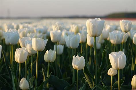 1000 Hình Nền Hoa Tulip Hoa Tulip Đẹp Nhất