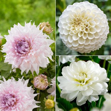 Dahlia Assorted Flirty Fleurs Fionna Collection 6 Tuber Clumps