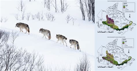Ecology And Evolution Functional Response Of Wolves To Human