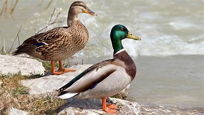 Duck Ducks Birds Waterfowl Widescreen Backgrounds Wallpapertag