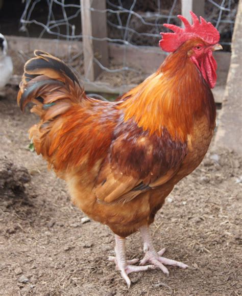 New Hampshire Roo? | BackYard Chickens - Learn How to Raise Chickens