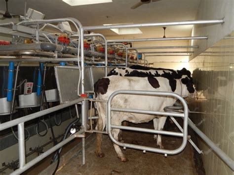 Goat Milking Parlors Manufacturergoat Milking Parlors Supplierexporter