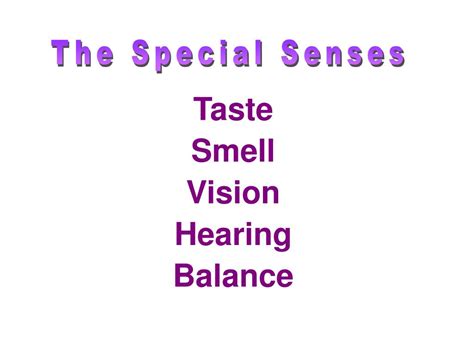 Ppt Special Senses Powerpoint Presentation Free Download Id3764526