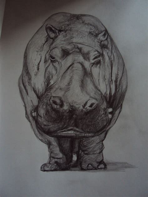 Hippo Drawing Animal Sketches Animal Drawings Art Sketches Drawing